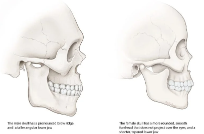 <p>male- square, line between outer edge and ear is vertical, and obtuse angle; female- pointed, edge of jaw slopes towards ear, and a cute angle </p>