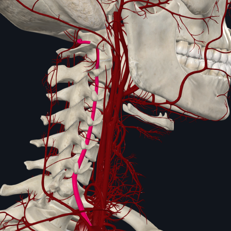 <p>What is highlighted in pink</p>