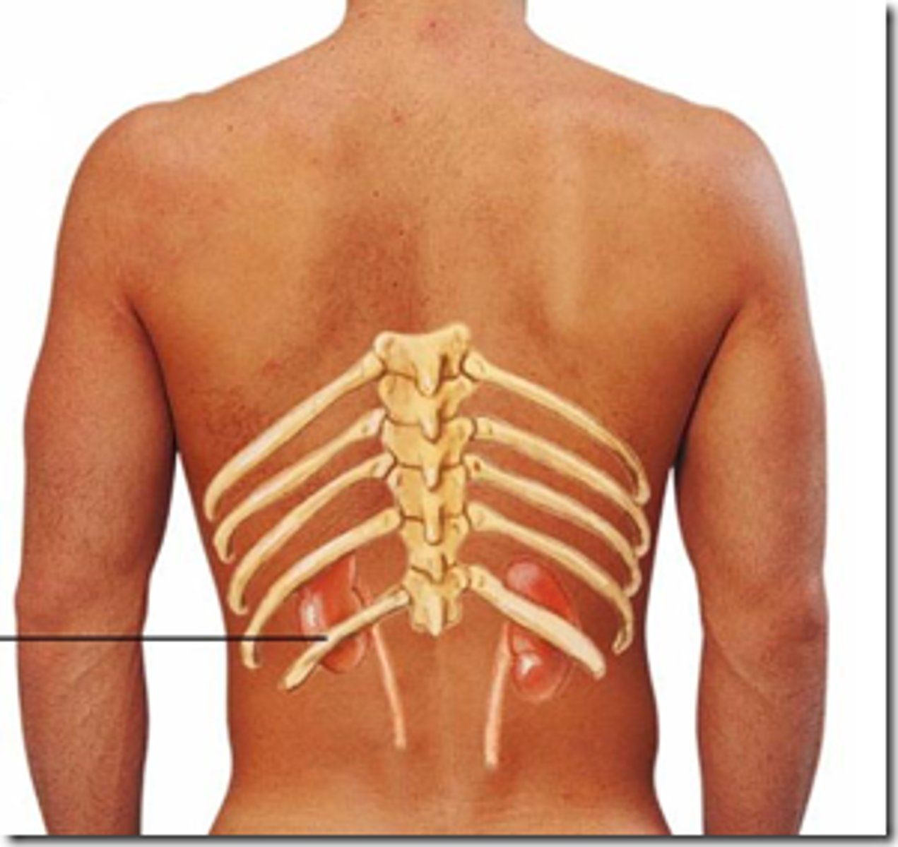 <p>11-12, Don't attach in any way to sternum</p>