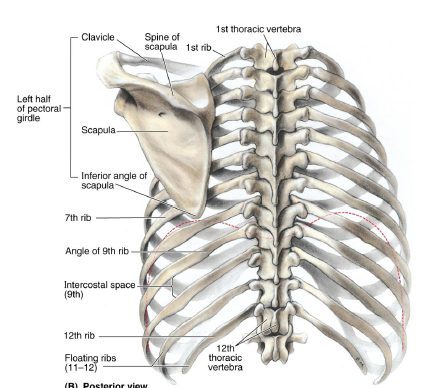 <p>medial border of scapula runs along this range of ribs </p>