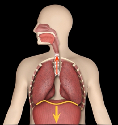 <p>What 2 factors effect airflow?</p>