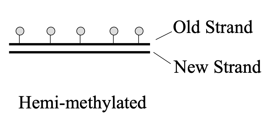 <p>methylated old strand and non-methylated new strand</p>