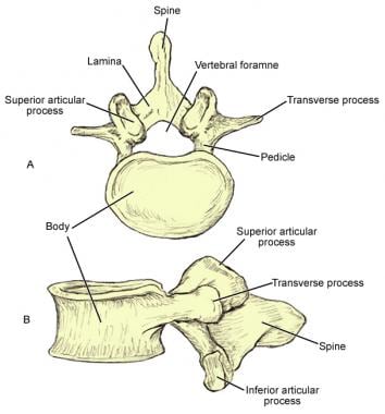 <p>Superior articular facet: postero-medially</p><p>Inferior articular facet: antero-laterally</p><p></p>