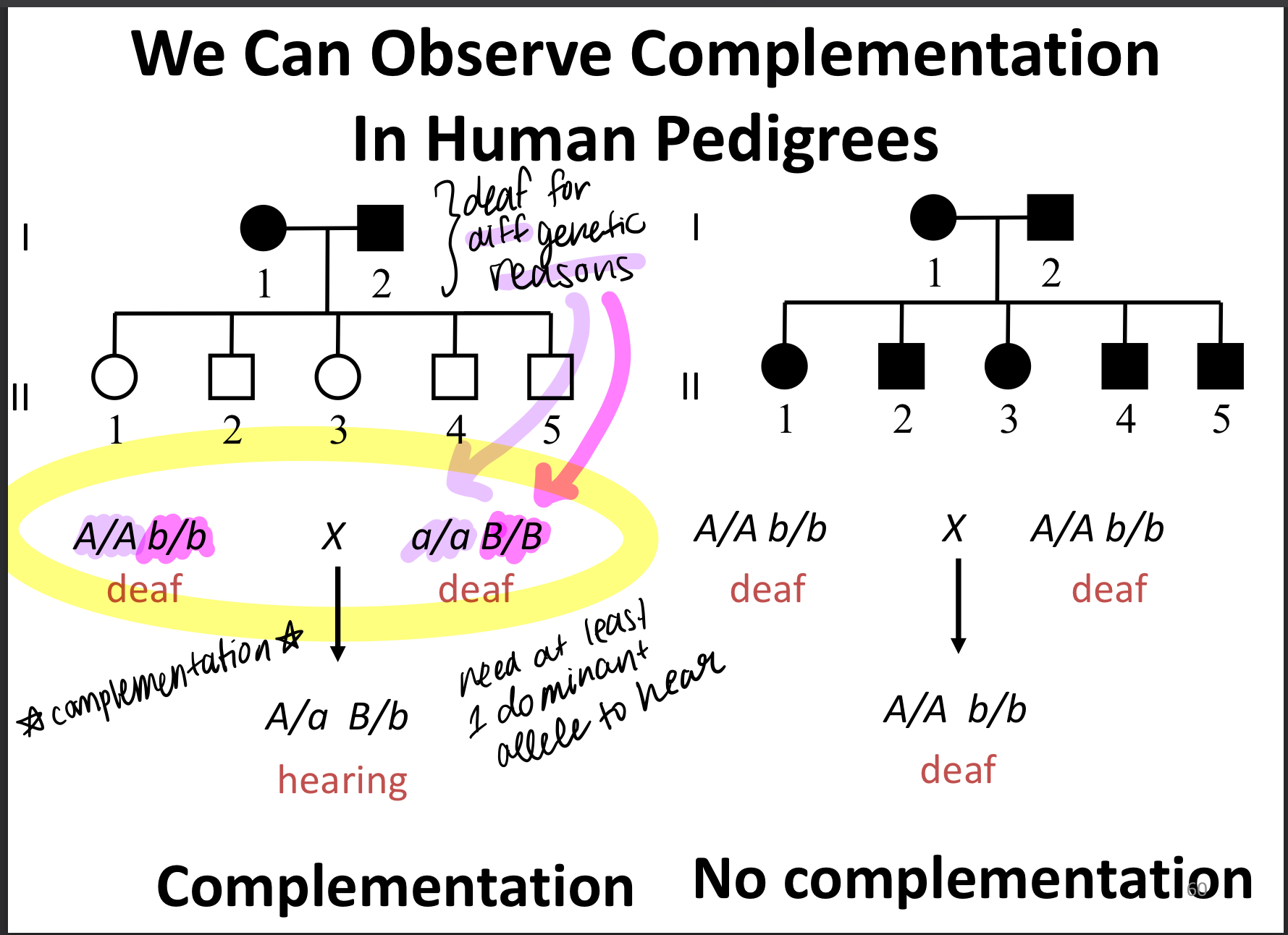 mutation in any one of a number of genes can give rise to the same phenotype

in yellow