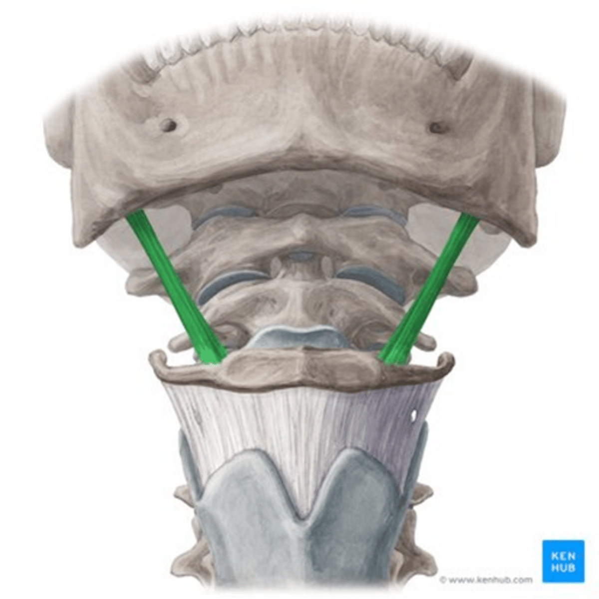 <p>•Origin</p><p>-Stylohyoid process of the temporal Bone</p><p>•Insertion</p><p>-Body of the hyoid at the greater cornu</p><p>•Function</p><p>-Elevates hyoid and tongue base</p><p>•Innervation</p><p>-Facial nerve</p>