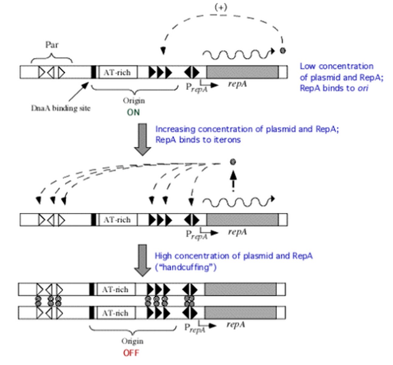 <p>Protein that binds to iterons on OriV and allows for DNA replication. Causes increased expression of RepA. Then once RepA concentrations increase, binds to other iterons, and 'handcuffs' plasmids together, stopping replication.</p>