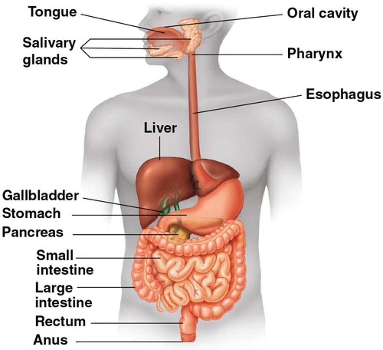 <p>The liver produces bile, which emulsifies fats for digestion.</p>