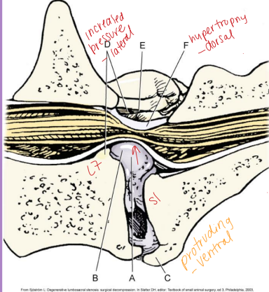 <p><span>Lumbosacral Disease (Cauda Equina Syndrome)</span></p>