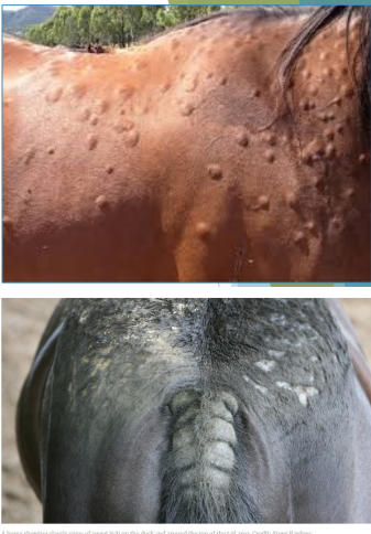 <p>VETERINARY IMPORTANCE : EQUINE ALLERGIC DERMATITIS </p><p> This hyper___ is a hereditary trait </p><p> horses may exhibit an <u>allergic skin reaction</u> to bites of ceratopogonids </p><p>   Reaction to salivary contents </p><p>   mostly prominent at withers, at base of mane and tail, ears </p><p> caused by to salivary components </p><p>   normally develop sensi___ mall welts with little discomfort </p><p>   sensitized horses react with intense local inflammation and itch___</p><p> irritable behavior, hair loss, skin blemishes, secondary infections </p><p>   affected animals unsuitable for ridi___</p>