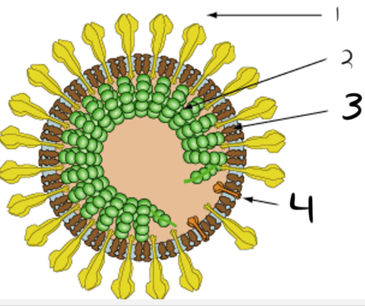 <p>Coronavirus structure</p>