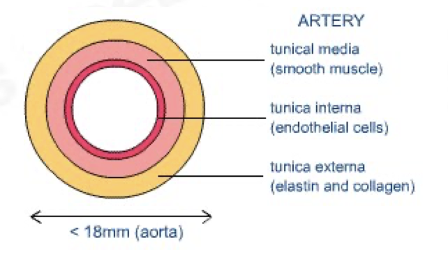 <ul><li><p>transports oxygenated blood at high pressures to tissues</p></li><li><p>pulmonary artery and aorta have semilunar valves in the beginning</p></li><li><p>tunica intima/interna – very smooth, single layer of flat cells</p></li><li><p>tunica media – smooth muscle, collagen fibres, elastic fibres</p></li><li><p>tunica media contains large amounts of elastic fibres to allow the artery wall to stretch as blood surges through at high pressure</p></li><li><p>tunica media is the thickest in arteries</p></li><li><p>tunica externa – collagen fibres, elastic fibres</p></li><li><p>depending on the pressure, thickness of arteries’ walls</p><p>differs</p></li><li><p>artery wall can recoil inwards if the pressure drops</p></li><li><p>as blood at high pressure enters, it can widen,</p><p>reducing pressure slightly and vice versa</p></li><li><p>arteries branch out into arterioles</p></li><li><p>arteriole walls have more smooth muscle which can contract, narrowing the diameter and reducing blood flow</p></li></ul>