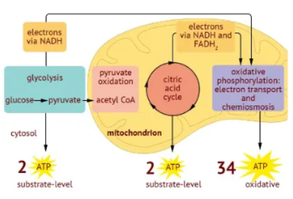 <p>C6H12O6 + 6O2 = 6CO2 + 6H2O + ATP</p>