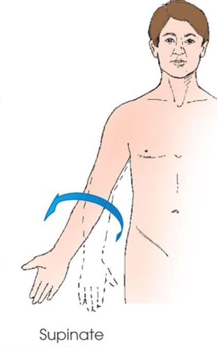 <p>rotation of forearm so that the palm is up</p>