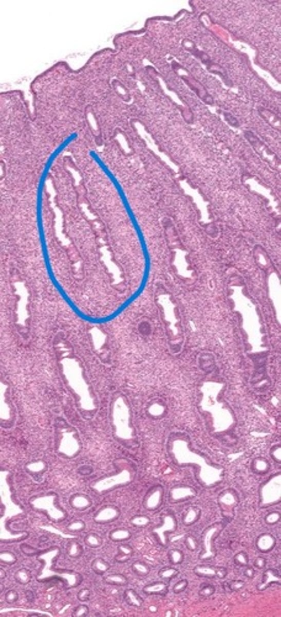 knowt flashcard image