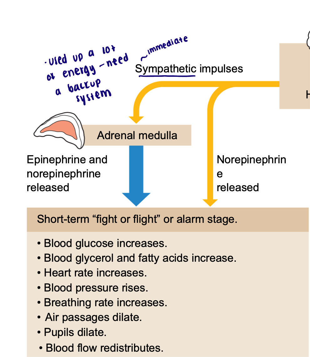 <ul><li><p>→ Neural sympathetic impulses </p></li><li><p>→ Norepinephrine releases and </p></li><li><p>→ Adrenal medulla</p></li><li><p>→ Hormonal signals (epinephrine and norepinephrine released) </p></li><li><p>→ short term “fight or flight” or alarm stage </p><ul><li><p>Blood glucose increases </p></li><li><p>Blood glycerol and fatty acids increase</p></li><li><p>Heart rate increases</p></li><li><p>Blood pressure rises </p></li><li><p>Breathing rate increases </p></li><li><p>Air passages dilate </p></li><li><p>Pupils dilate</p></li><li><p>Blood flow redistributes </p></li></ul></li></ul><p></p>