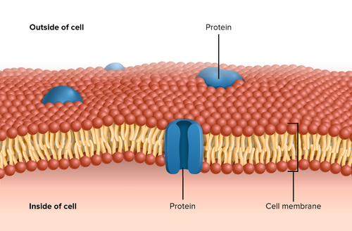 <p>Polar head, phosphate group, glycerol, 2 fatty acids</p><p>Form the fundamental structure of cell membranes by forming a bilayer</p>