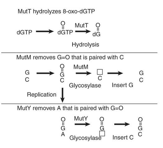 <p>Multiple Bacterial Pathways for Correcting 8-OxoG: </p><p>1) Replication can repair</p><p>2) Second attempt to repair</p><p>Enzyme_____that can recognize 8-OxoG in nucleotide pool —&gt;_______so never incorporated in DNA</p><p>If cell has undergone DNA replication —&gt; MutY recognize 8-OxoG and remove A</p>