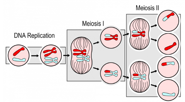 <p>Meiosis makes 4 <strong><u>unique </u></strong>haploid sex cells for reproduction.</p>