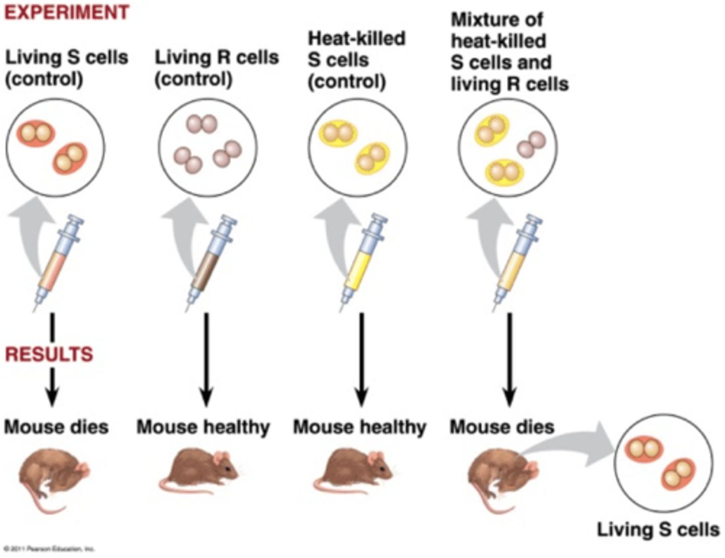 <p>Mice treated with S: S causes disease, the mouse will die</p><p>Mice treated with R: R does not cause disease, mouse will live</p><p>Mice treated with heat-killed S: Heat will kill the bacteria - mouse will live</p><p>Mice treated with heat-killed S and live R: mouse dies.... Upon autopsy, both S and R living bacteria are found.... This could not be explained at the time it was done... it was explained years later</p>