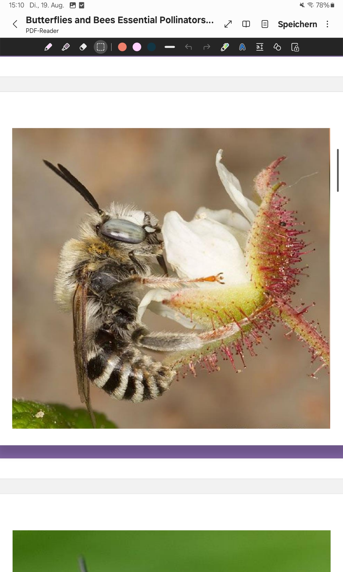 <p>Digger Bee </p>