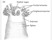 <p><strong>chemosensory</strong> structures on the <strong>dorsal</strong> side of the <strong>introvert</strong>in class <strong>sipuncula</strong></p>