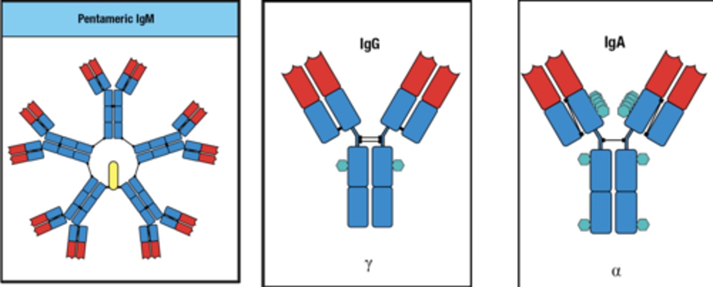<p>Circulating IgM, IgG, and IgA</p>