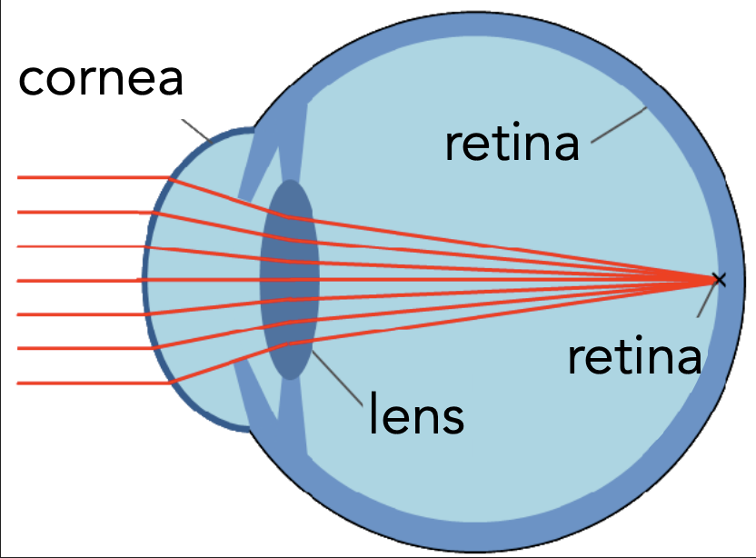 <p>It is necessary to focus light rays onto the retina. </p>
