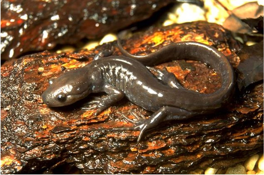 <p>Jefferson salamander <br>- silver/blue side specks<br>- wedged snout<br>- black back/white belly</p>