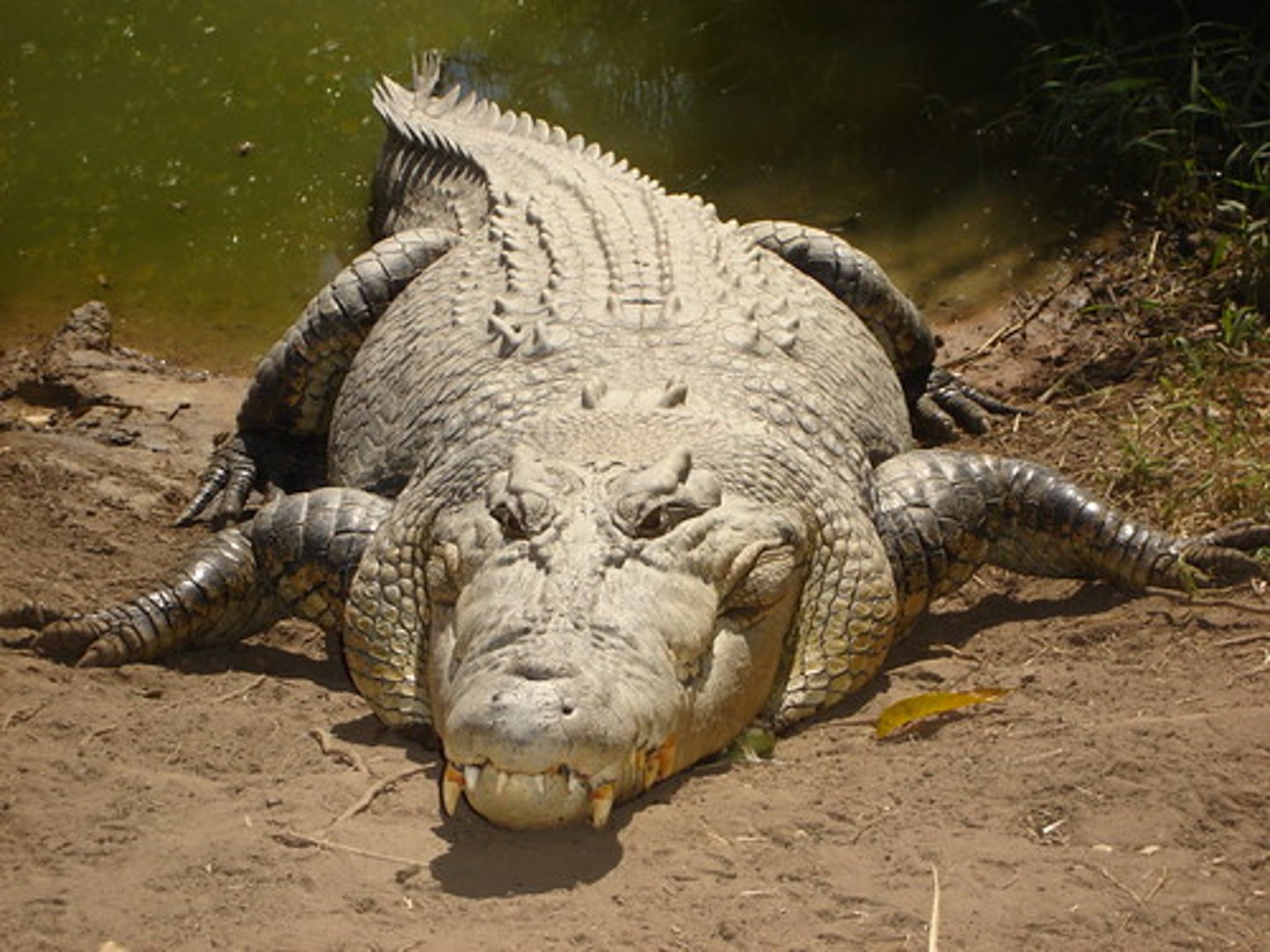 <p>(Crocodylus porosus)</p>