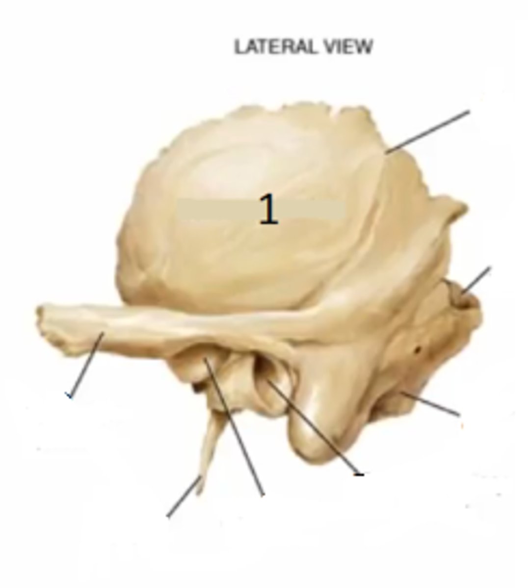 <p>the thin, flat portion of the temporal bone that forms the anterior and superior part of the temple</p>