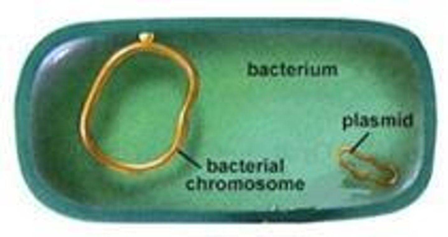 <p>Independent DNA molecules used in genetic engineering.</p>
