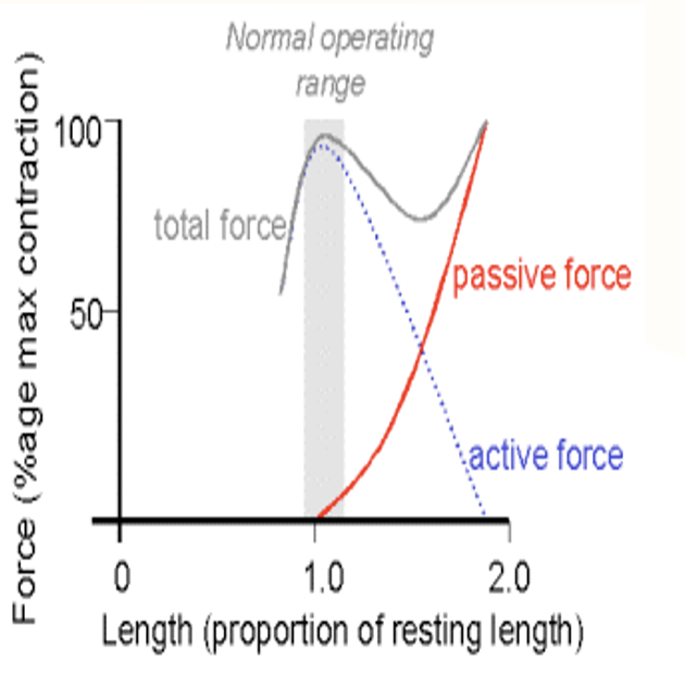 <p>Beyond resting length, ____ components rise and ____ components fall.</p>