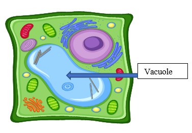 <p><span style="font-family: Avenir, sans-serif">Central vacuole</span></p>