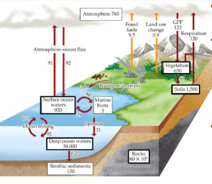 <p>naturally, most C is locked in rocks and doesn’t move between compartments</p><p>deep ocean H2O has second largest amount, very little moves from there; a little bit moves between deep ocean and surface waters via upwelling, mixing, sinking/decaying plants and animals (detritus) (e.g. whalefalls)</p><p>terrestrial C pool above and within soil: living and decaying plant, animal, microbes (2x more in soil (microbes, detritus) than in living vegetation)</p><p>most natural movement of C between compartments occurs between atmosphere and terrestrial biosphere or ocean surface H2O</p><p>between atmosphere and terrestrial biosphere (plants and animals): largest natural exchange pool; CO2 is absorbed for photosynthesis and released via respiration/decomposition (also CH4); exchange between atmosphere and terrestrial pool is <em>naturally</em> roughly equal in both directions (human activities now cause movement of C from terrestrial pool → atmosphere to exceed movement from atmosphere → terrestrial pool)</p><p>between atmosphere and ocean surface H2O: receives C as CO2 from atmosphere and from rain as carbonic acid (H2CO3), releases CO2 into atmosphere</p><p>humans have altered it by releasing large amounts of stored C from lithosphere into atmosphere</p><p>emission levels of C are positively correlated with human population size</p><p>anthropogenic movement of C into atmosphere: fossil fuel burning, deforestation</p>