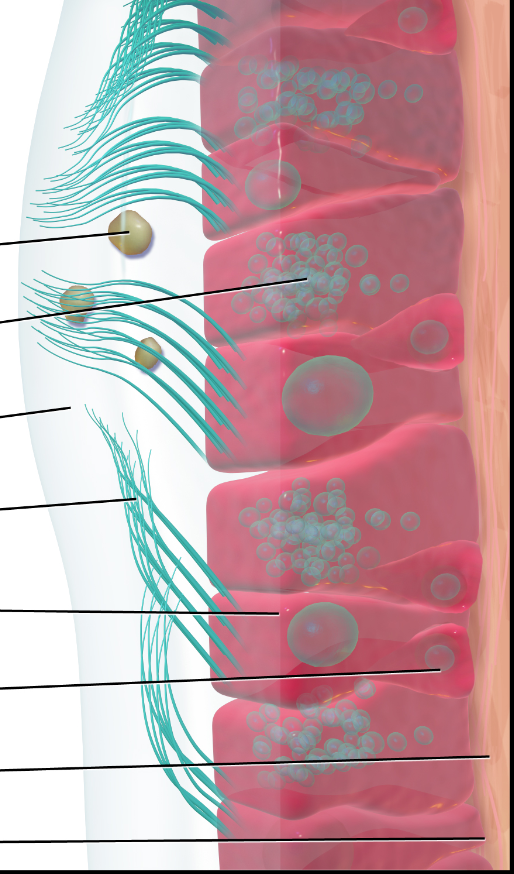 <p>pushing dirty mucus up and not near the lungs</p>