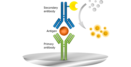 <p>B. Phải có ít nhất hai epitope khác nhau</p>