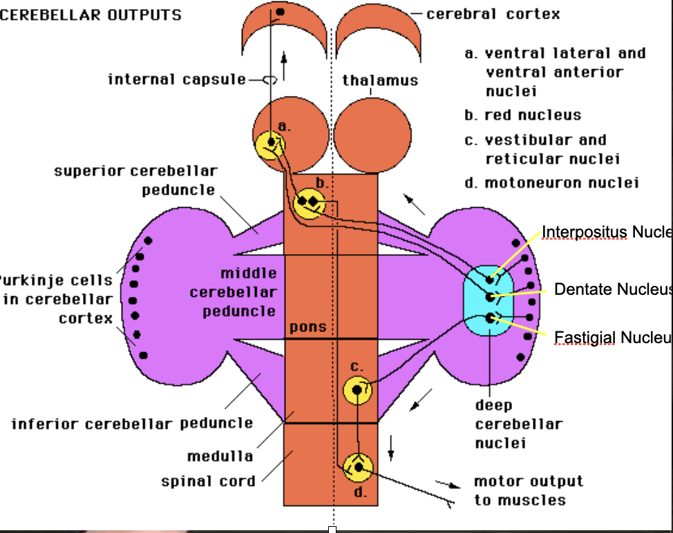 <p><strong>superior cerebellar peduncle</strong>: connects cerebellum to midbrain </p><p><strong>middle cerebellar peduncle:</strong> connects cerebellum to pons </p><p><strong>inferior cerebellar peduncle: </strong>connects cerebellum to medulla </p>