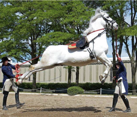 <p>Lipizzaner</p>