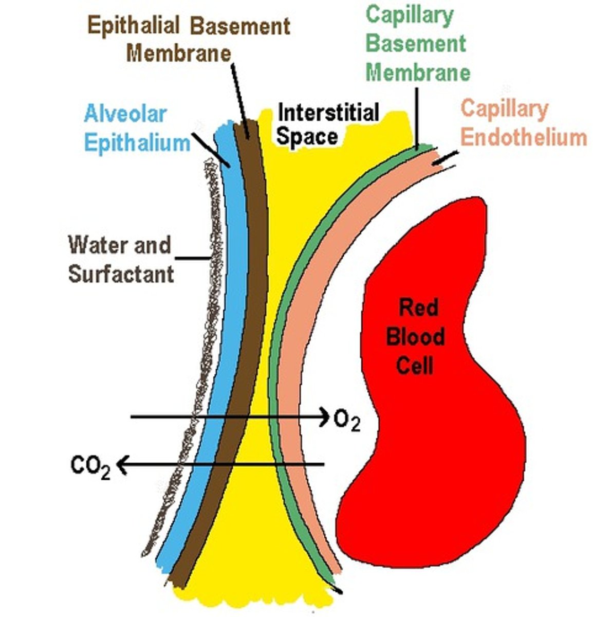 <p>the barrier between the alveolar air and blood</p>