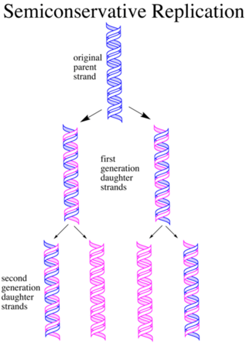 <p>Each parent strand of DNA is paired with a strand of new DNA during replication.</p>