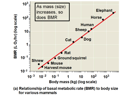 <ol><li><p>Metabolic rate is proportional to body mass to the power of three-quarters (m^3/4)</p></li><li><p>Higher</p></li><li><p>Because they have higher metabolic rates</p></li></ol>