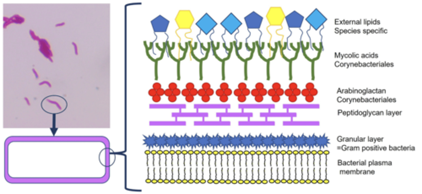 <p>1. Has Thick walls rich in mycolic acids, making Mycobacterium resistant to chemical agents and allows pathogenic strains to survive in the environment for a prolonged period of time</p><p>2. In the Body are able to resist acid degeneration in the phago-lysosome within macrophages</p><p>3. Giant Cells on Histology</p>