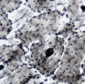 <p><span>Identify this connective tissue, its location, and its function.</span></p>