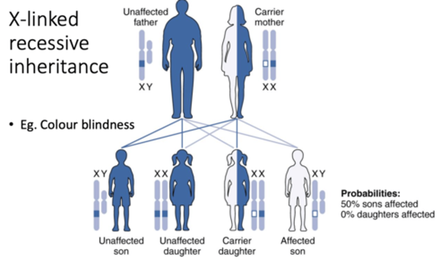 <p>Because males have only one X chromosome, while females need two recessive alleles for expression.</p>