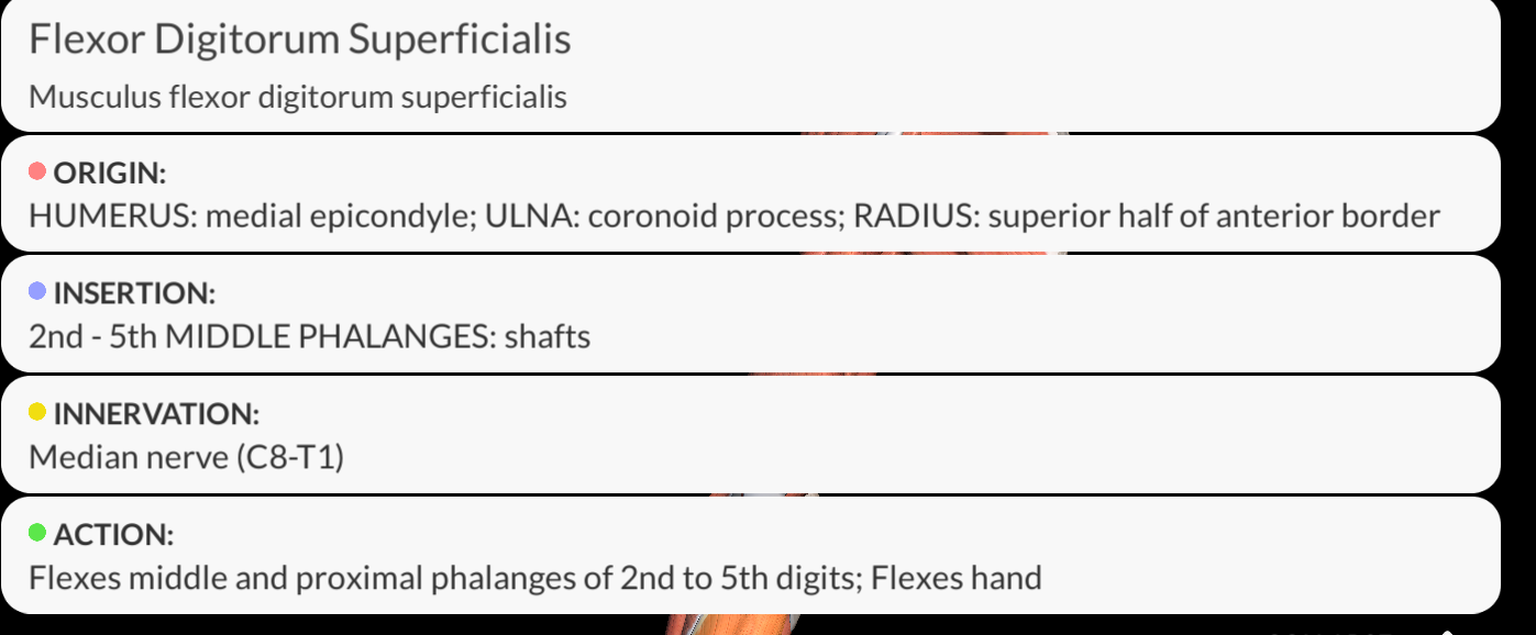 <p><strong><u>Origin</u></strong>: Medial epicondyle of the humerus and coronoid process of the ulna.</p><p><strong><u>Insertion</u></strong>: with the four long tendons at the base of the middle phalanx of the 2nd to 5th fingers (i.e. index, middle, ring and little fingers).</p><p><strong><u>Innervation:</u></strong> <strong>Median</strong> <strong>Nerve</strong></p><p><strong><u>Function</u></strong>: Flexes proximal <strong>interphalangeal</strong> <strong>joints</strong> of the <strong>index</strong>, <strong>middle</strong>, <strong>ring</strong> and <strong>little</strong> <strong>fingers</strong>; can also <strong>flex</strong> <strong>metacarpophalangeal</strong> <strong>joints</strong> of the same fingers and the <strong>wrist</strong> <strong>joint</strong>.</p>