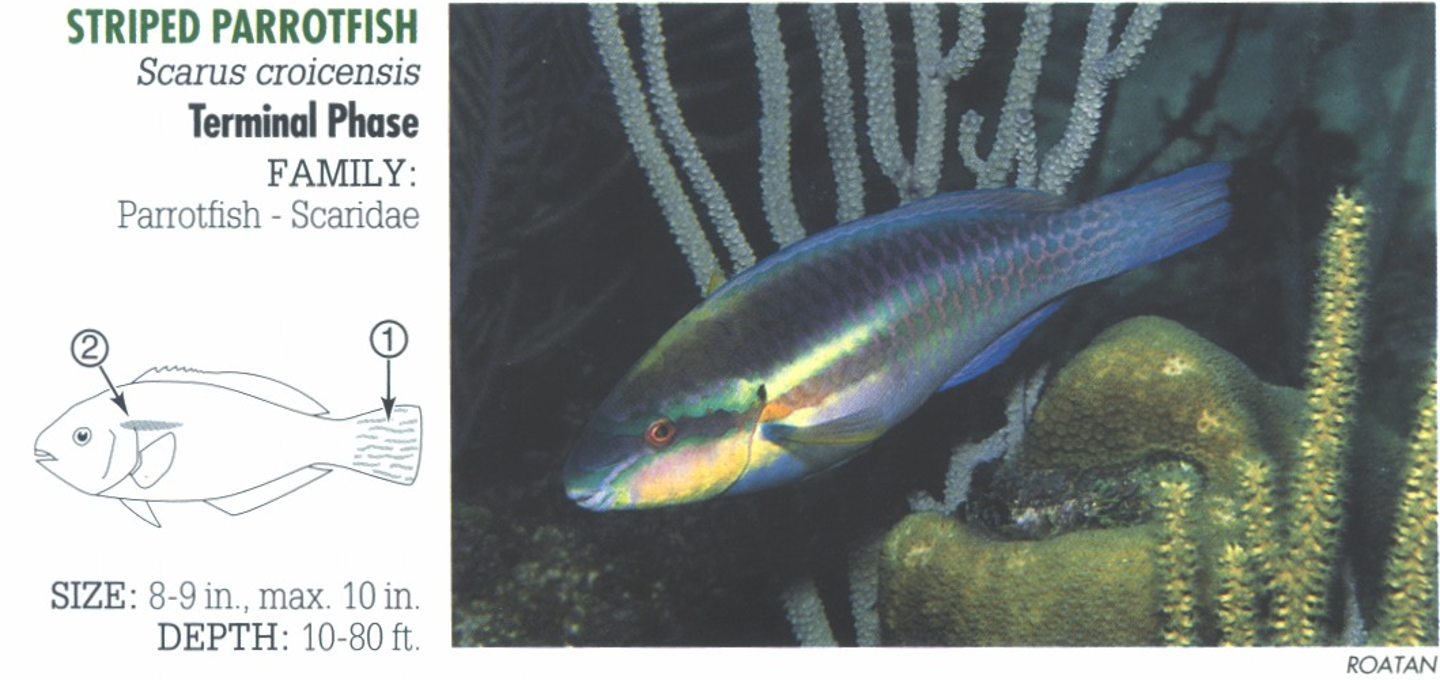 <p><span>TP: 1. Dark blue or green tail has pink, yellow or orangish linear markings between borders. 2. Gold to yellow spot or stripe above and behind pectoral fin.</span></p>