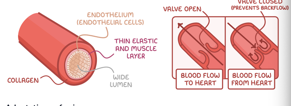 <p><span>Veins are adapted to carry blood towards the heart at low pressure.</span></p><p><strong>Adaptations of veins:</strong></p><ol><li><p><strong>Collagen - Provides strength to prevent the vessel from bursting and maintain vessel shape.</strong></p></li><li><p><strong>Little smooth muscle and elastic fibre - Not much is needed due to low blood pressure, and thinner walls allow veins to be easily compressed, aiding the flow of blood.</strong></p></li><li><p><strong>Valves - Pocket valves shut to prevent the backflow of blood when veins are squeezed by surrounding skeletal muscle.</strong></p></li></ol><p style="text-align: left;">The pocket valves in veins are similar in structure to valves in the heart, but pocket valves are the only type of valve controlled by skeletal muscle.</p><p style="text-align: left;">Venules are smaller than veins. They have very thin walls, and very little smooth muscle. Both venules and veins have valves.</p>