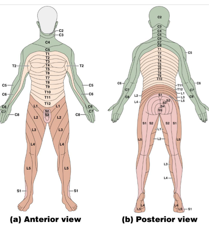 <p>What are nerve plexuses?</p>