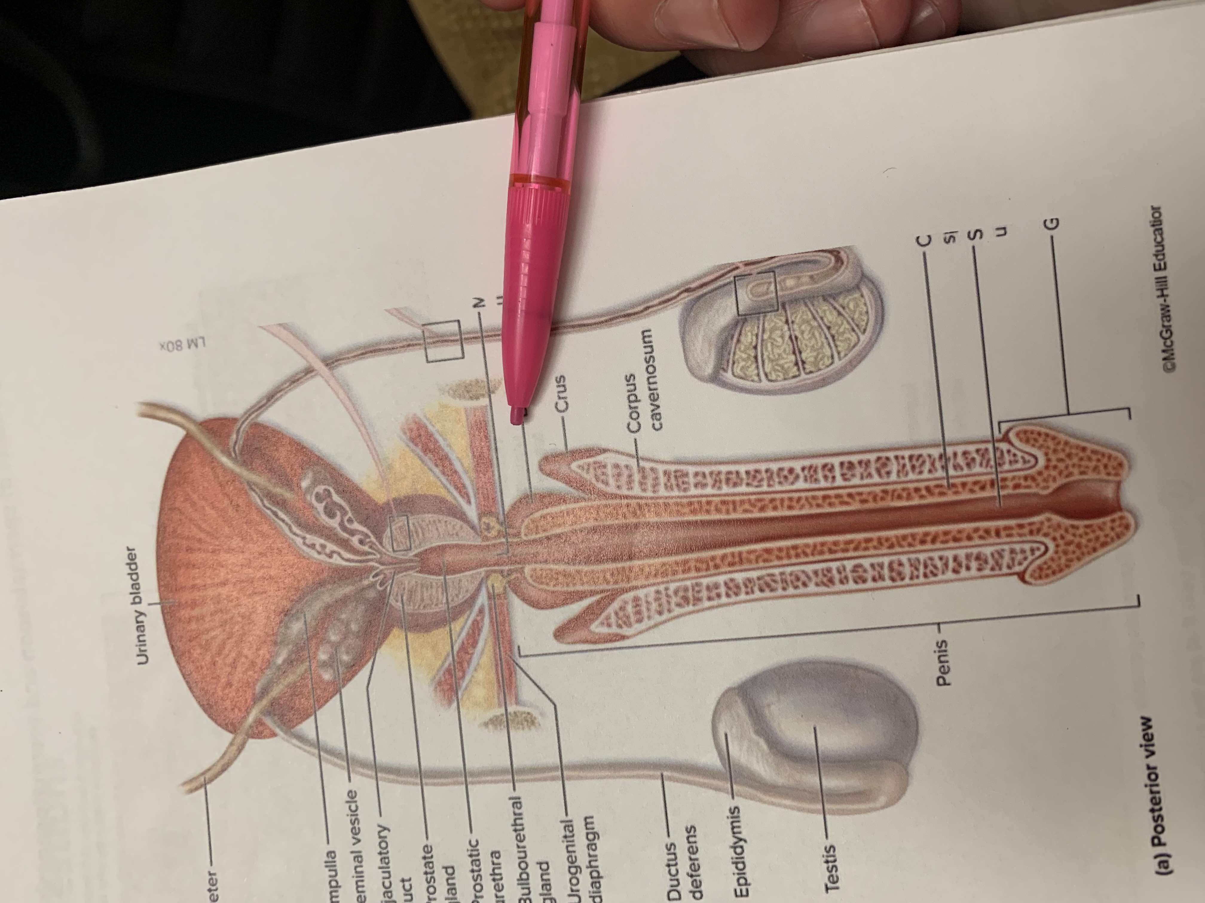 term image