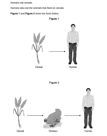 <p>In Figure 1, 1 hectare of cereal crop would provide enough energy for 8 people for a year. </p><p>In Figure 2, 10 hectares of cereal crop would be needed to provide enough energy for only 1 person for a year. </p><p>It is much more efficient for humans to get energy by eating cereals than by eating chickens. Calculate how many times more efficient.(1)</p>
